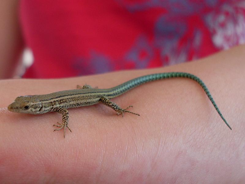 Spanien2010_3 123.jpg - A spanish lizard